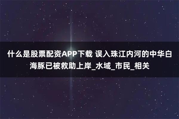 什么是股票配资APP下载 误入珠江内河的中华白海豚已被救助上岸_水域_市民_相关